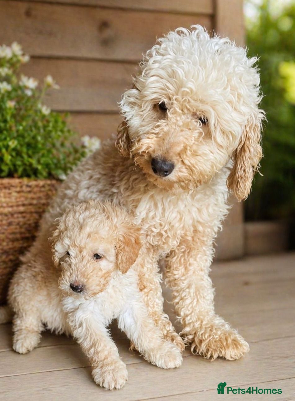Cockapoo dogs 2 beautiful girls  - Advert 5