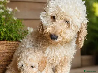 Cockapoo dogs 2 beautiful girls - Advert 5