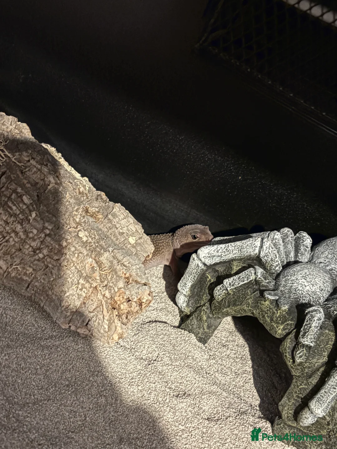 Mixed Breed invertebrates for sale: Leopard Gecko + Setup for sale  - Advert 3