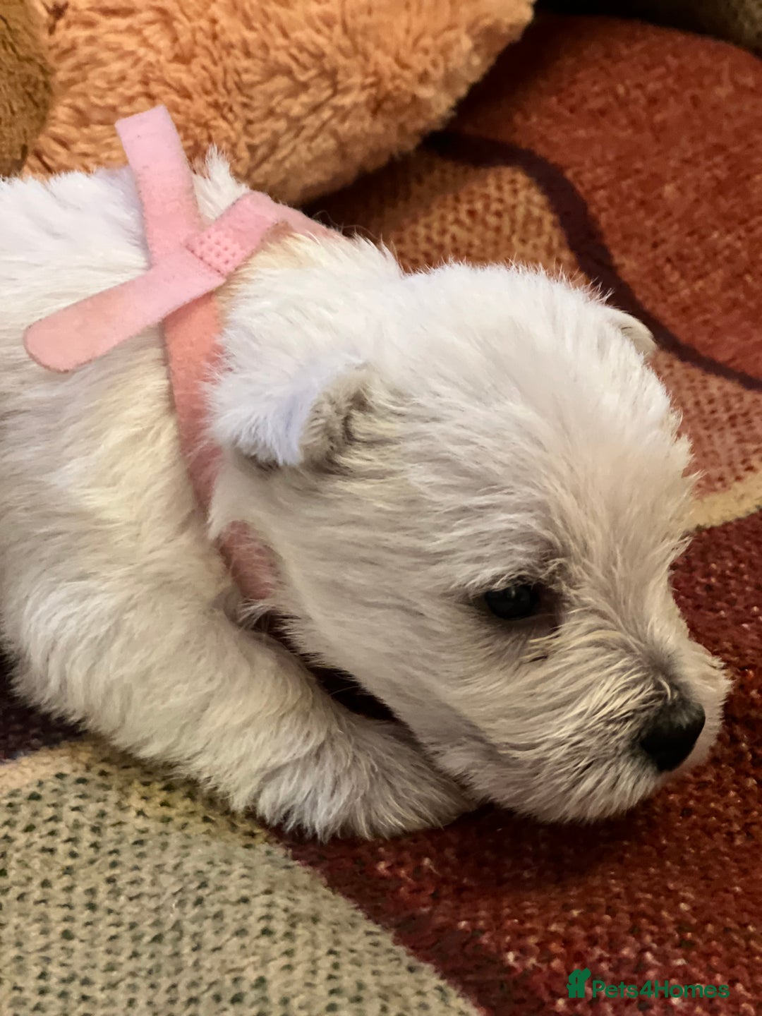 West Highland Terrier dogs for sale: Westie pups  - Image 12