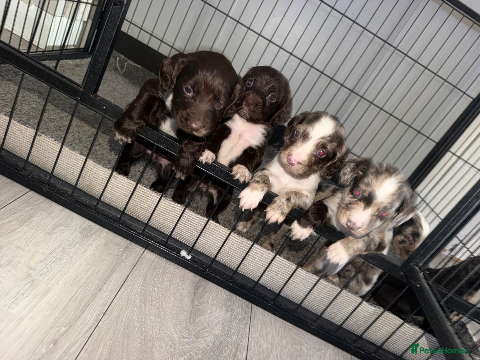 Cocker Spaniel dogs Beautiful litter of working cockerspaniel babies🐾 - Advert 2
