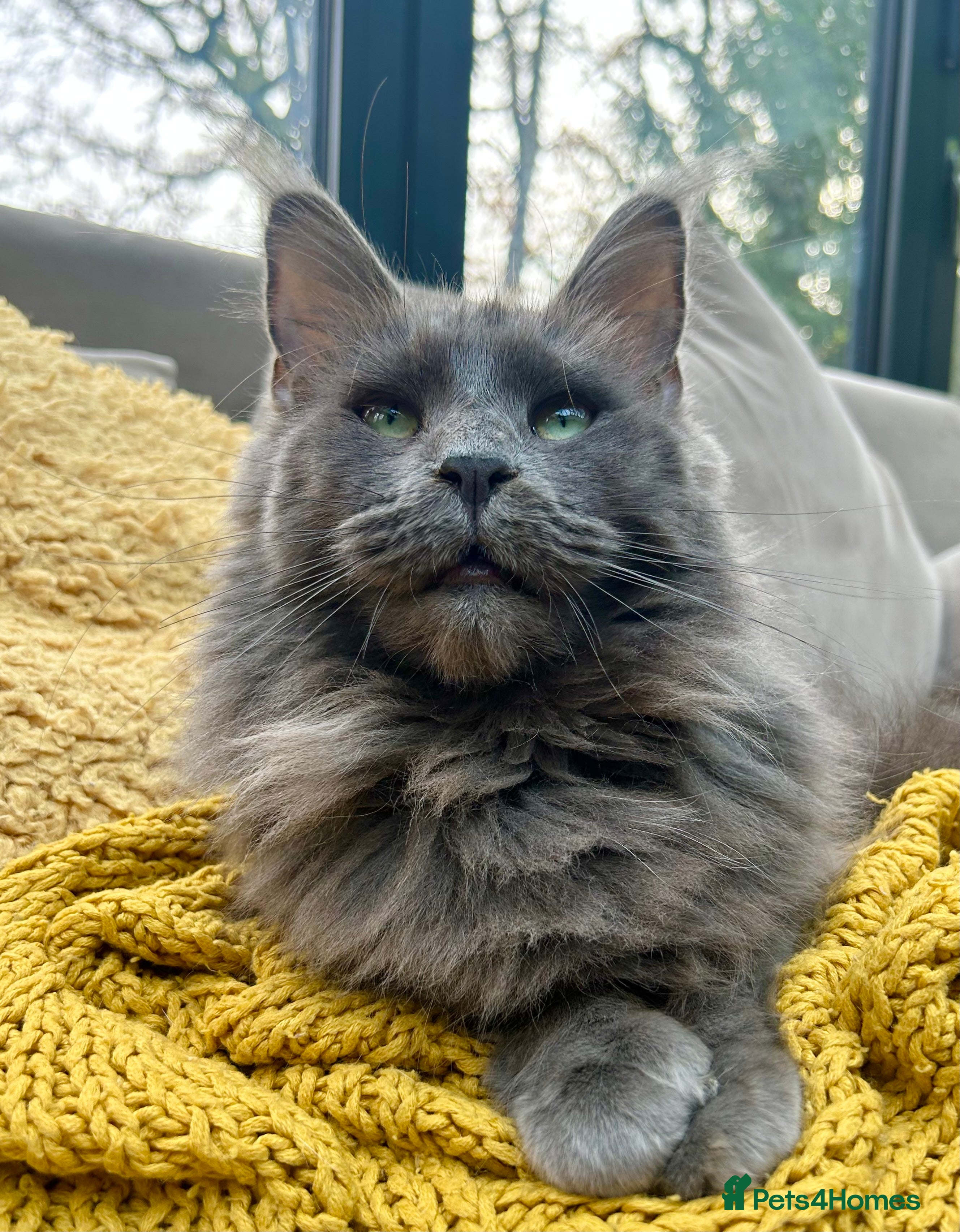 Maine Coon cats Stunning TICA registered blue-smoke kittens - Advert 1