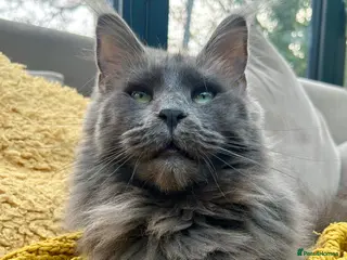 Maine Coon cats Stunning TICA registered blue-smoke kittens - Advert 1