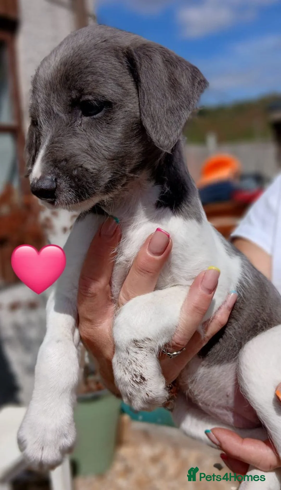 Whippet dogs for sale: Beddlington whippets  - Advert 2