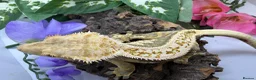 Gecko reptiles for sale: RTB female crested gecko  - Advert 3