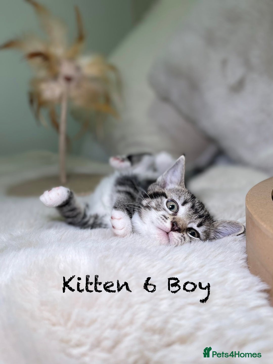 Mixed Breed cats for sale: Stunning kittens ready now  - Advert 27