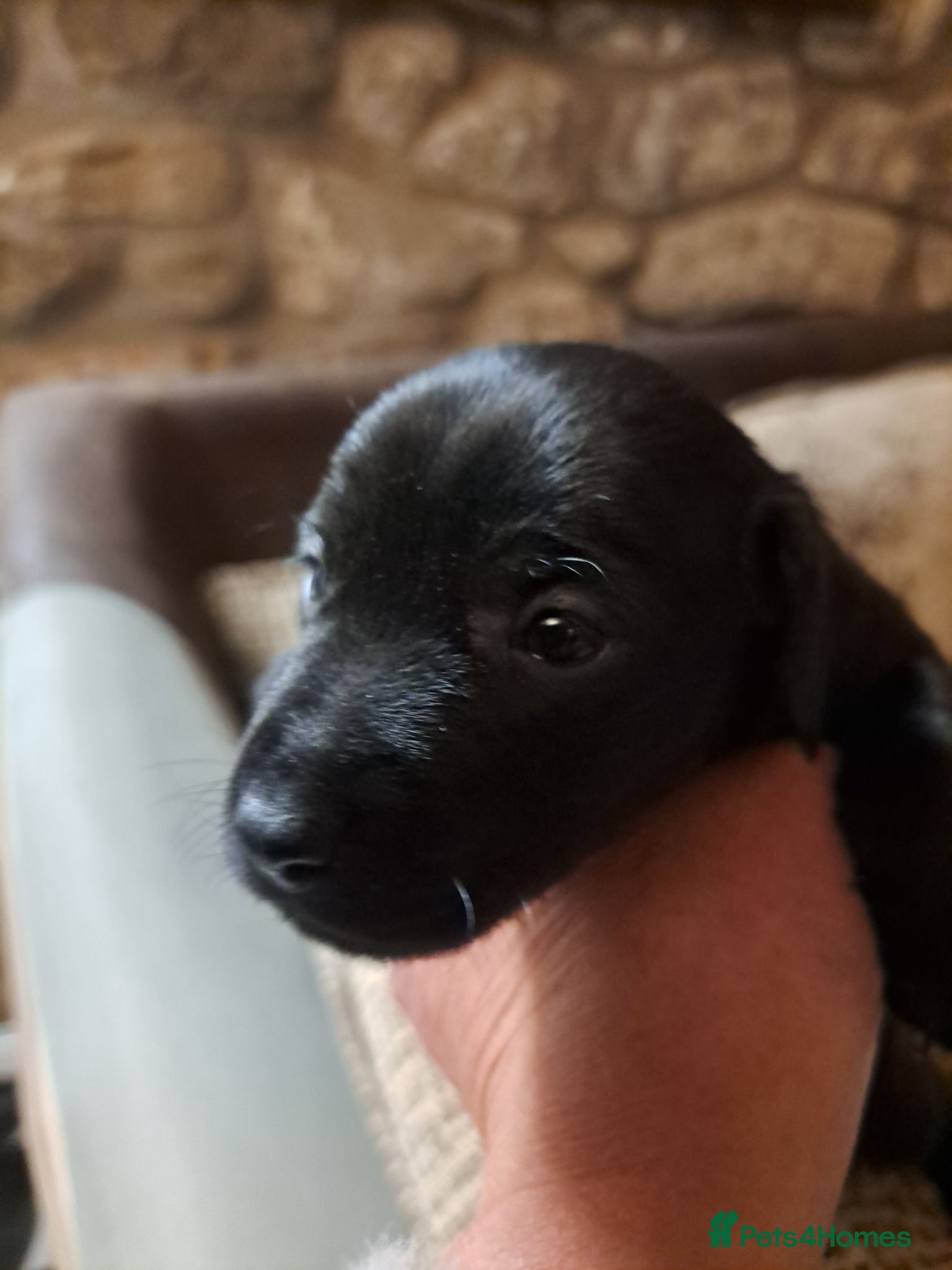 Patterdale Terrier dogs Patterdale puppies for sale - Advert 15