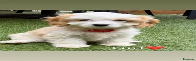 Cavachon 2