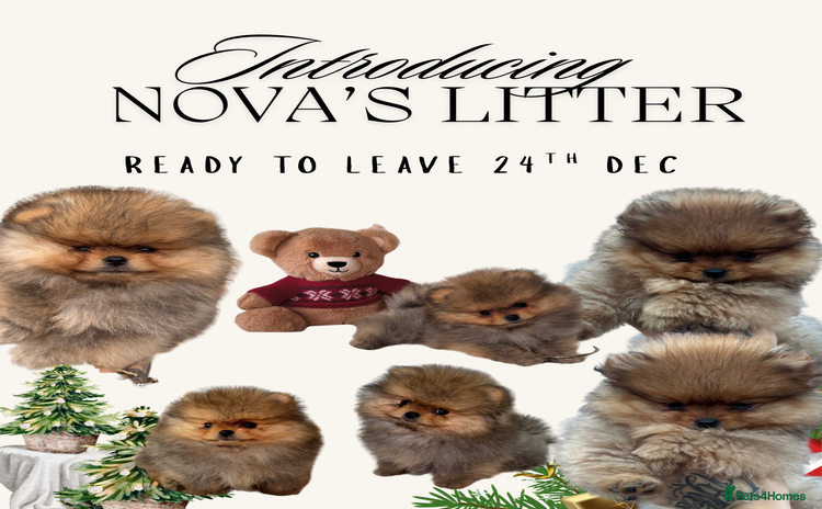 Pomeranian dogs - Advert 1