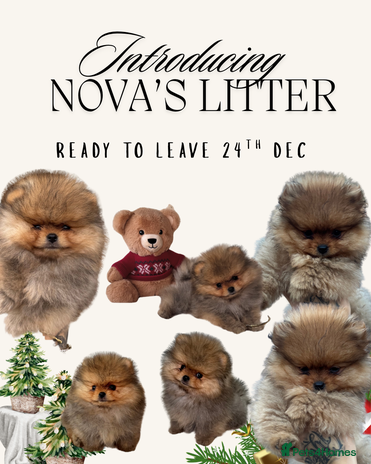 Pomeranian dogs - Advert 3