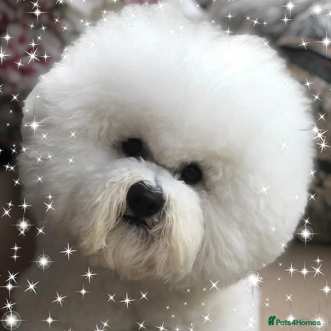Bichon Frise dogs for stud: KC MULTI CHAMPION BICHON FRISE STUD DOG in Northampton - Advert 6