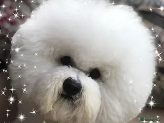 Bichon Frise dogs KC MULTI CHAMPION BICHON FRISE STUD DOG - Advert 1