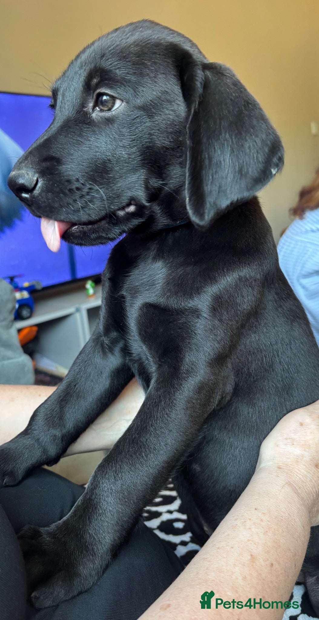 Labrador Retriever dogs  ⭐️ 5* LICENSED BREEDER - KC REGISTERED LABRADORS - Advert 6
