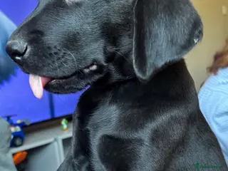 Labrador Retriever dogs ⭐️ 5* LICENSED BREEDER - KC REGISTERED LABRADORS - Advert 3