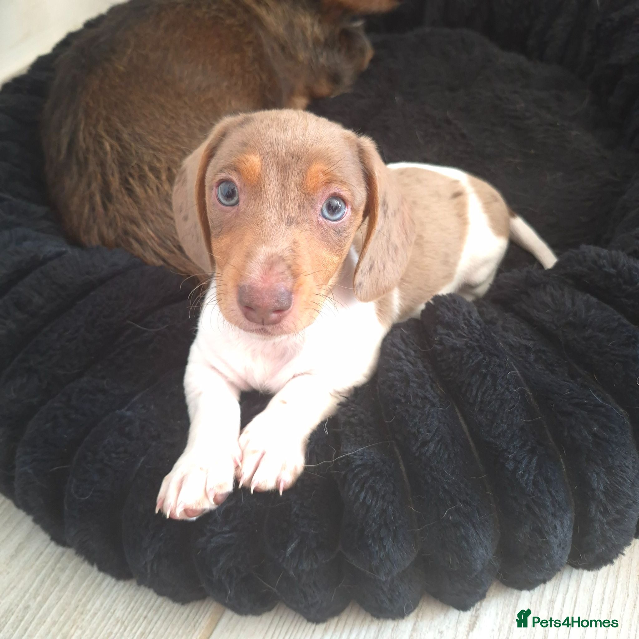 Dachshund dogs Miniature dachshund isabella dapple pied boy  - Advert 1