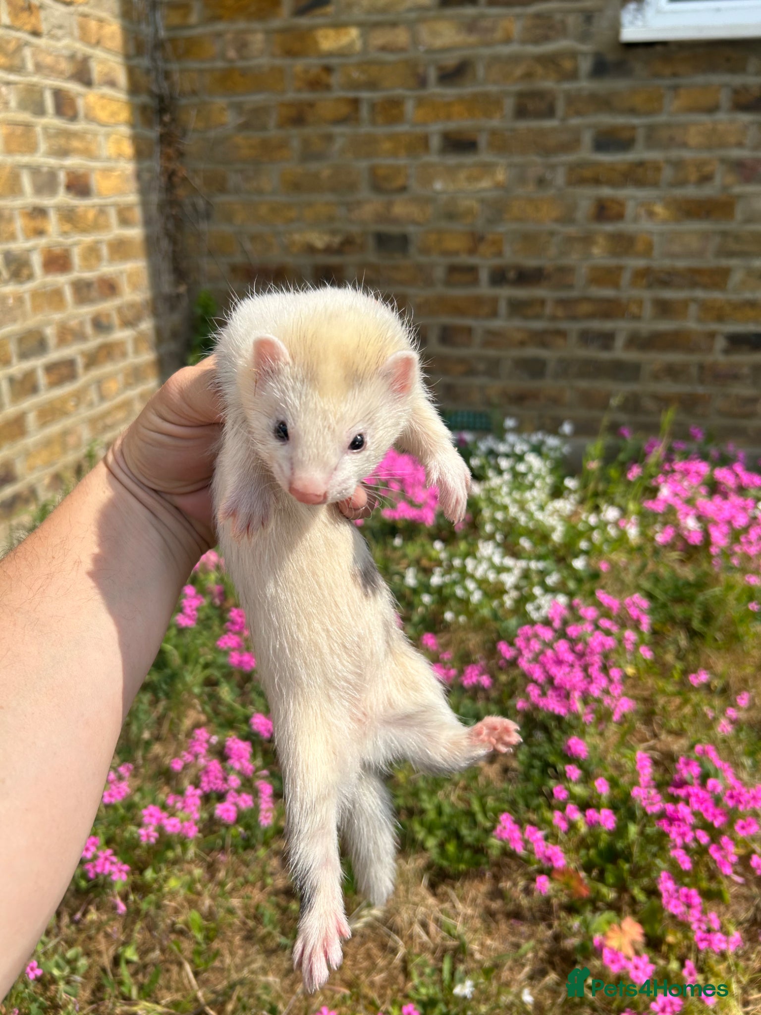 Ferret rodents for sale: Ferret kits  - Advert 1