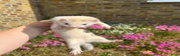 Ferret rodents for sale: Ferret kits  - Advert 1