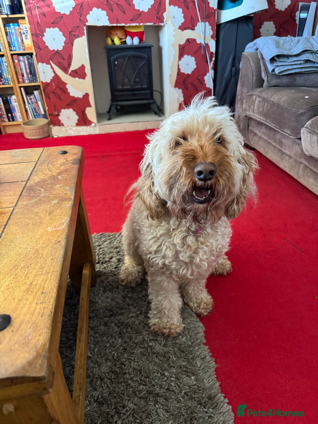 Cockapoo dogs for sale: Oscar the Cockapoo - Image 1