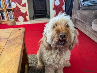 Cockapoo dogs - Advert 31