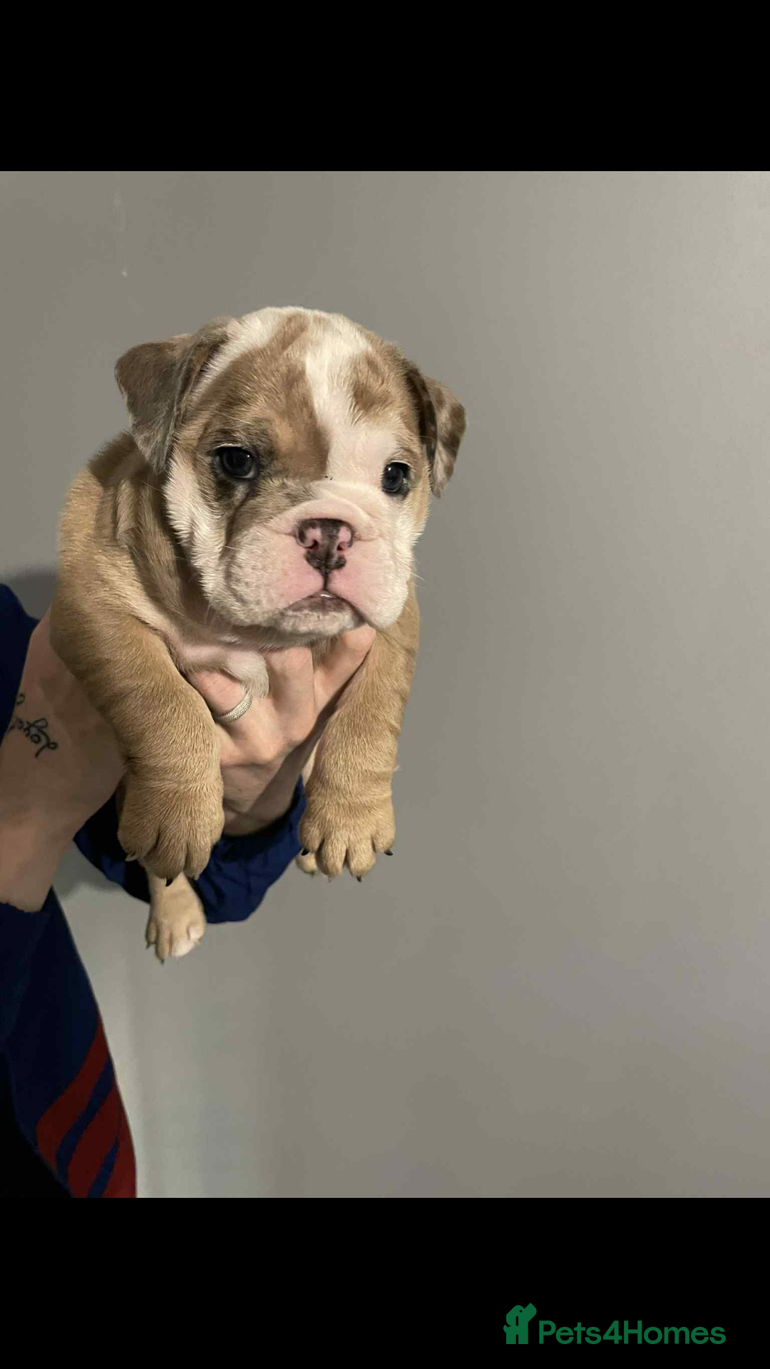 English Bulldog dogs for sale: DWKC STUNNING ENGLISH BULLDOGS. - Image 8