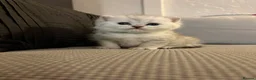 British Shorthair cats for sale: British shorthair kittens, breeded - Advert 25
