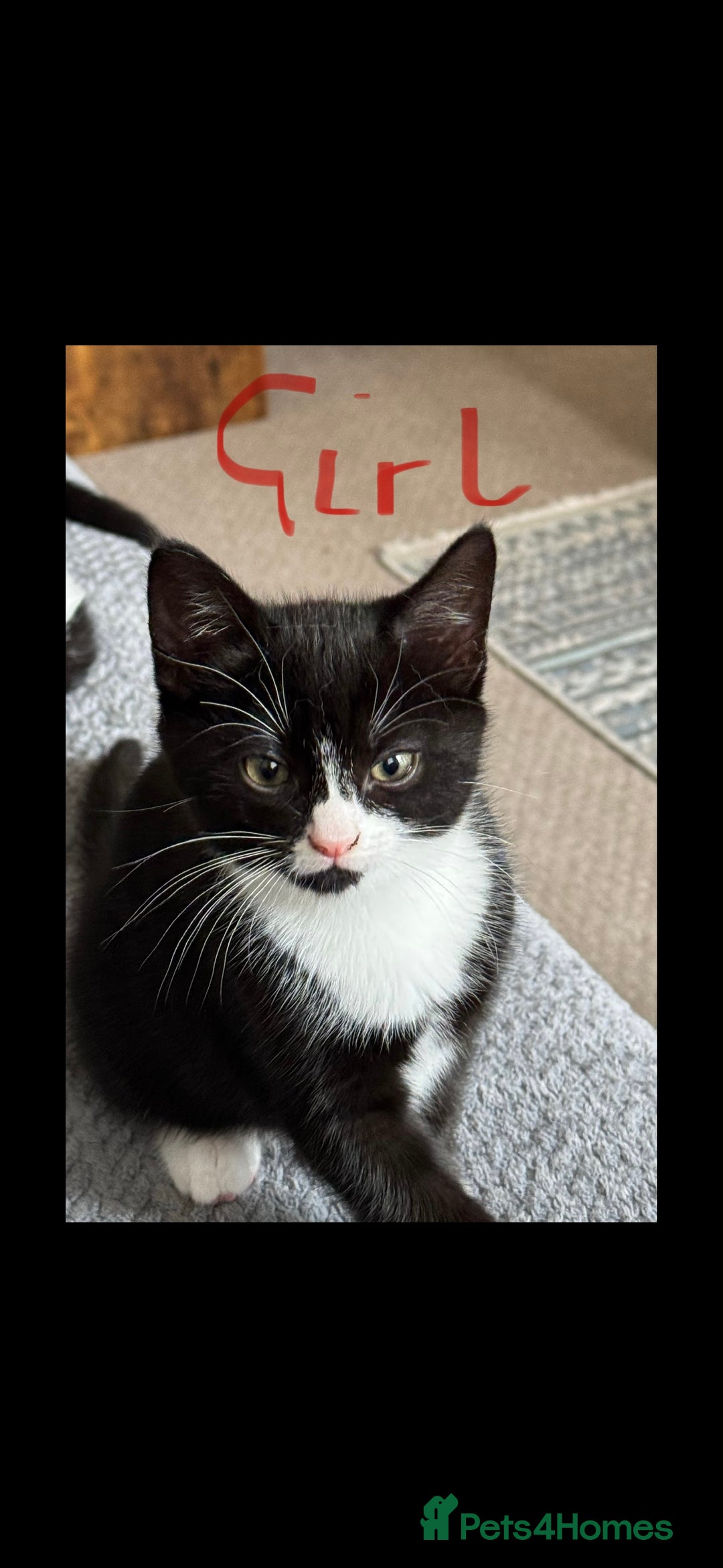 Domestic Shorthair cats for sale: 2 babies left  - Image 2