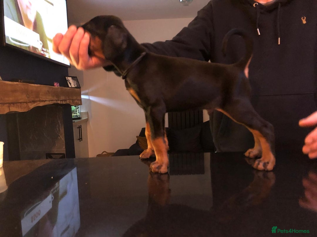 Dobermann dogs for sale: Exceptionally well breed 🏆🏆🏆 - Advert 2