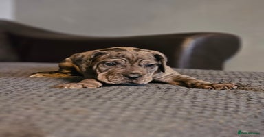 Cane Corso dogs - Advert 11
