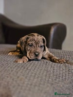 Cane Corso dogs - Advert 3