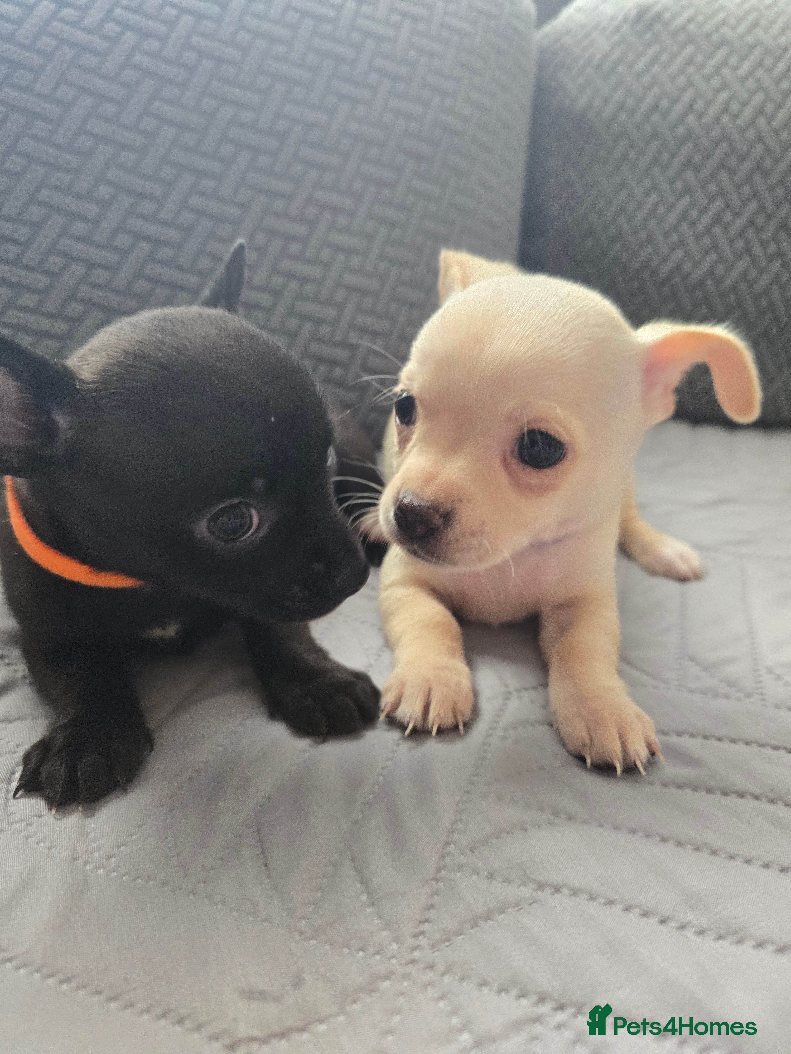 Chihuahua dogs Beautifull Chihuahua Puppies - Advert 6