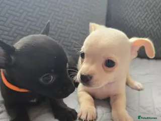 Chihuahua dogs Beautifull Chihuahua Puppies - Advert 6