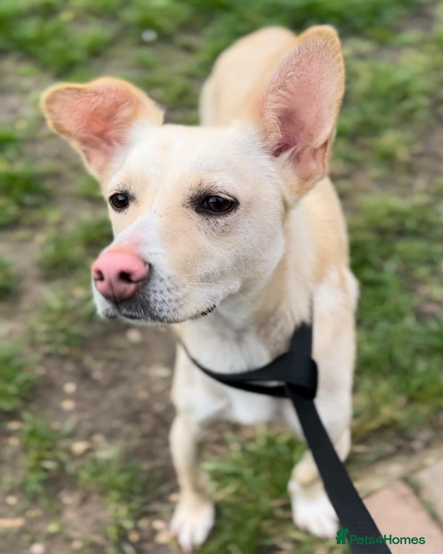 Meet Frankie, currently residing in Peterborough — Mixed Breed