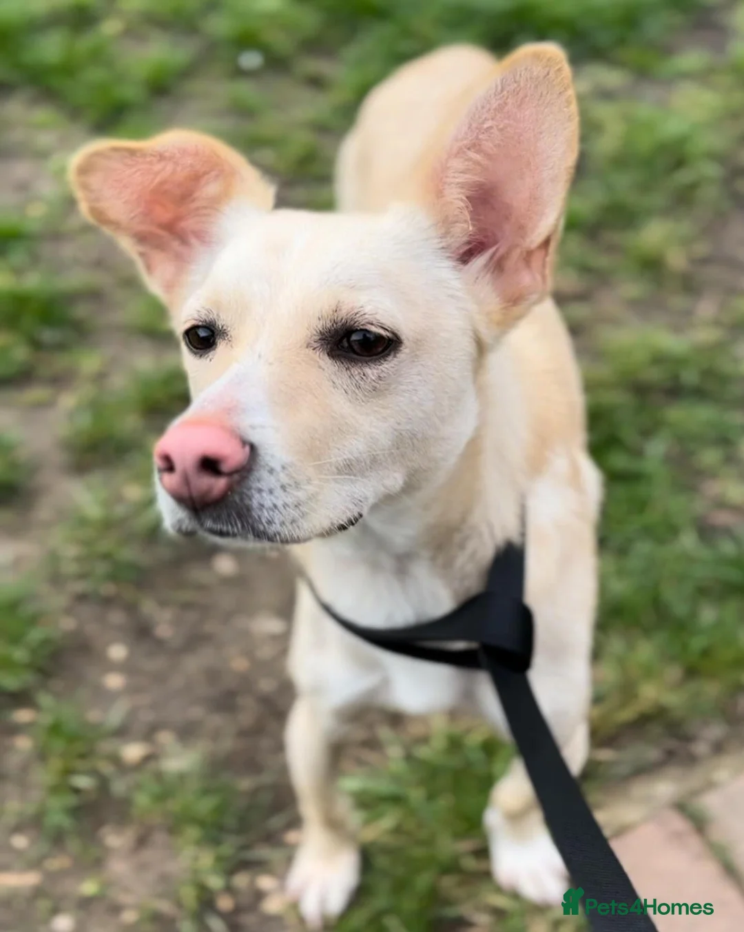 Mixed Breed dogs for adoption: Meet Frankie, currently residing in Peterborough in Nantwich - Advert 6