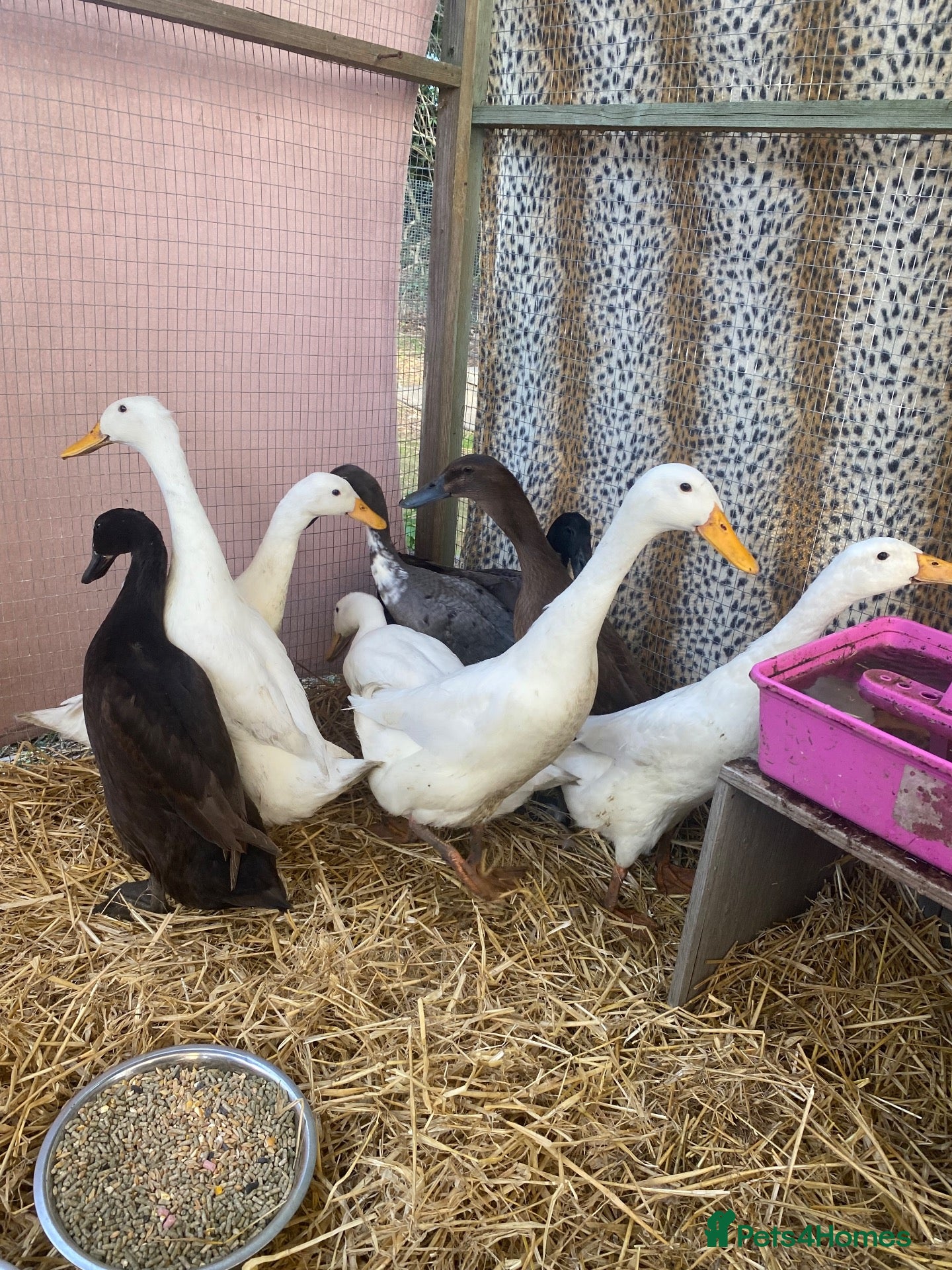 Ducks poultry Indian Runner Duck Laying Females and Males - Advert 1