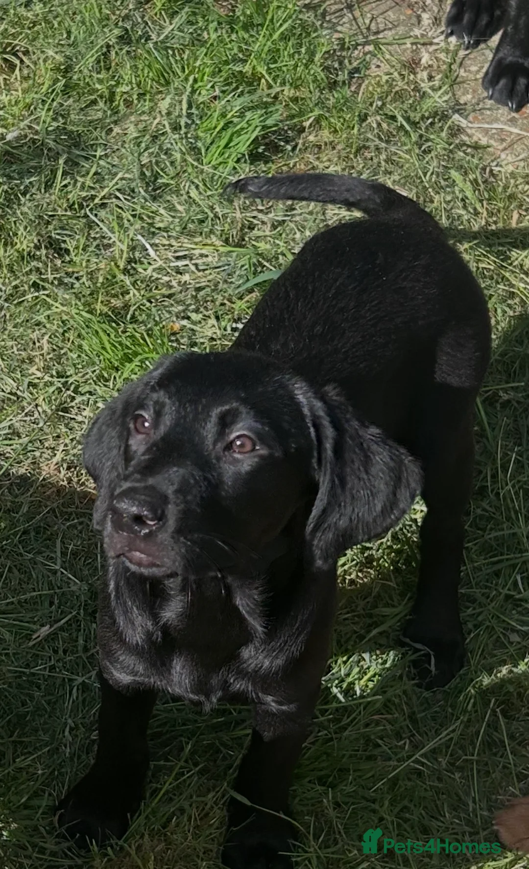 Labrador Retriever dogs for sale: Beautiful litter of Labrador puppies  - Advert 2