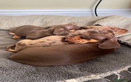 Miniature Dachshund dogs for stud: 🐾 KC Miniature Dachshund – Otto Von Krumm 🐾 - Image 5