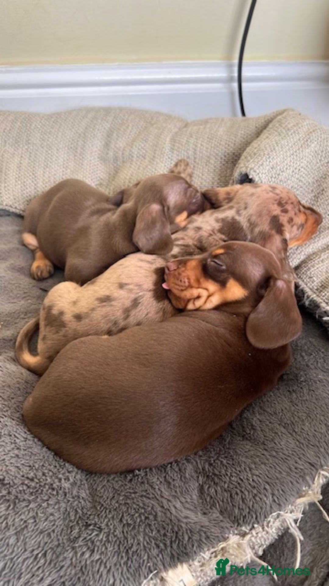Miniature Dachshund dogs for stud: 🐾 KC Miniature Dachshund – Otto Von Krumm 🐾 - Image 5