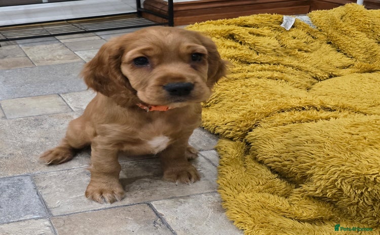 Cocker Spaniel dogs ✨ONLY ONE PUPPY LEFT- READY FOR HER FOREVER HOME!✨ - Advert 10