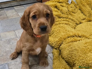 Cocker Spaniel dogs ✨ONLY ONE PUPPY LEFT- READY FOR HER FOREVER HOME!✨ - Advert 18