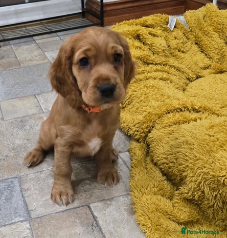 Cocker Spaniel dogs ✨ONLY ONE PUPPY LEFT- READY FOR HER FOREVER HOME!✨ - Advert 10