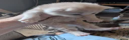 Mixed Breed cats for sale: Bengal x Maine coons kittens  - Advert 8