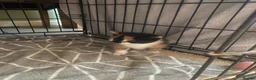 Mixed Breed cats for sale: Gorgeous Kittens with Wonderful Personalities - Advert 15