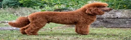 Miniature Poodle dogs for stud: KC Red Miniature Poodle For Stud  - Advert 7