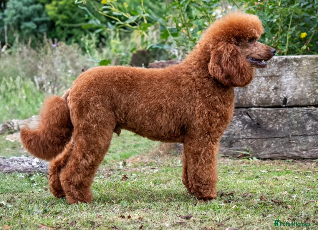 Miniature Poodle dogs for stud: KC Red Miniature Poodle For Stud  - Advert 7