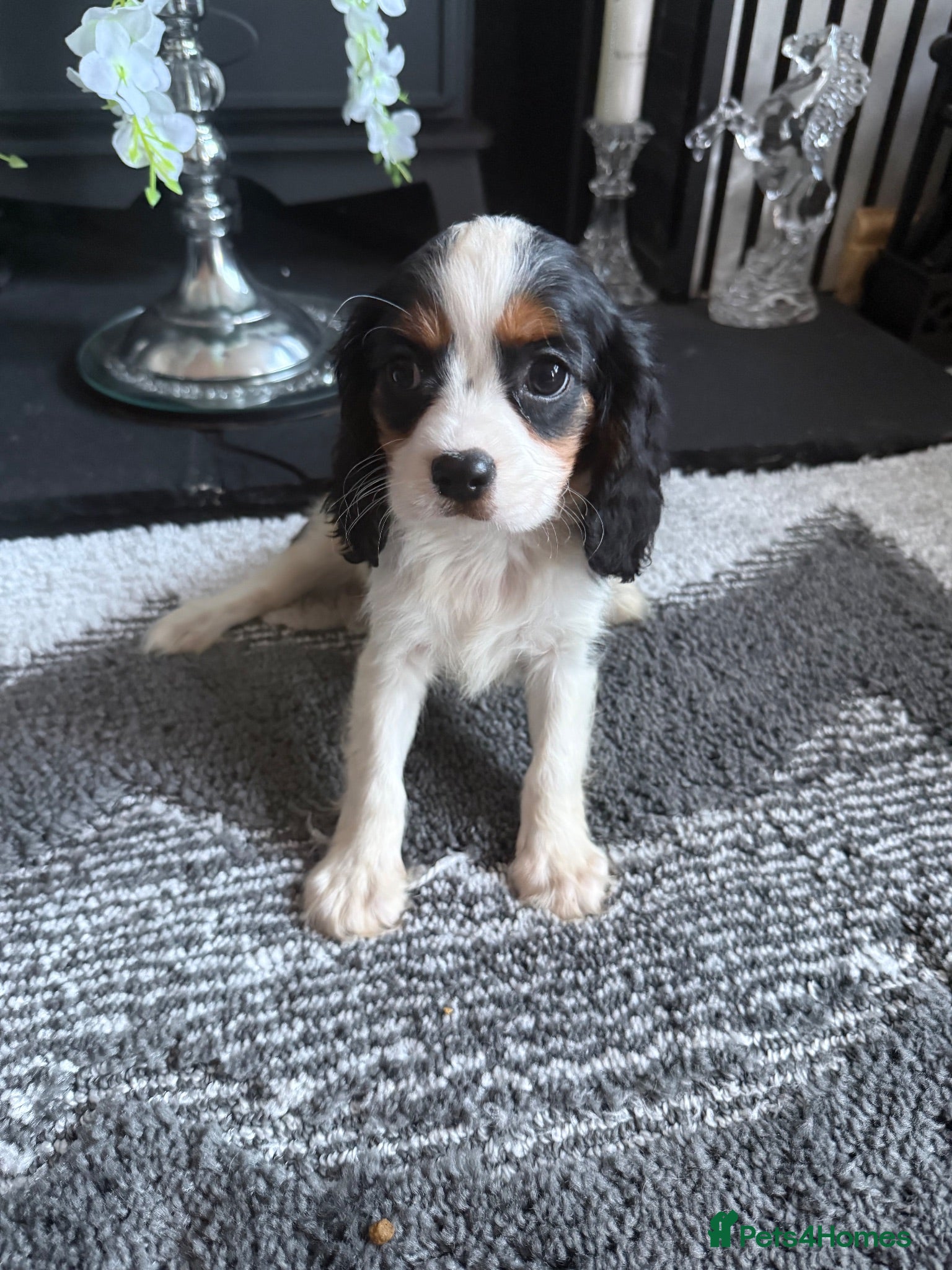 Cavalier King Charles Spaniel dogs 🐶Kc cavalier dna clear puppies 🐶4 boys left - Advert 1