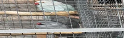 Ringnecks birds for sale: breeding pair of ringnecks - Advert 6