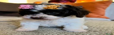 Cavapoo 3