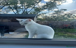 Domestic Shorthair cats for sale: Snow White sisters ❄️🥰 - Image 10