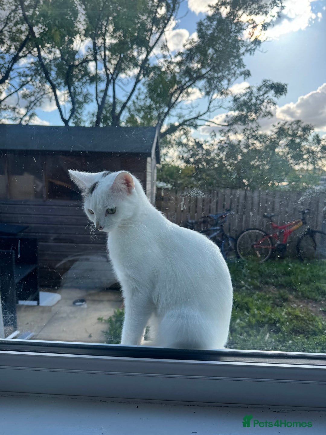 Domestic Shorthair cats for sale: Snow White sisters ❄️🥰 - Image 10