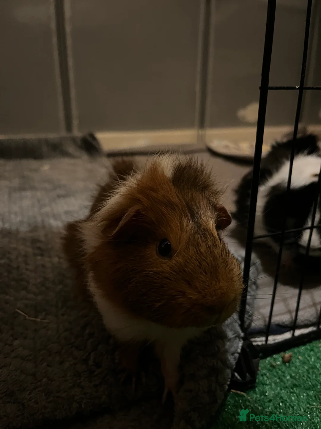 Guinea Pig rodents for sale: guinea pigs  - Advert 2